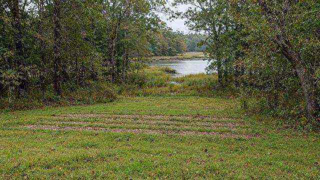 Residential septic field and wooded Critical Area lot near a Talbot tidal creek
