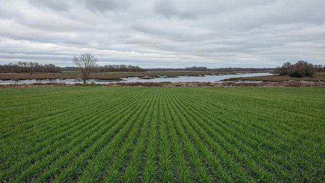 Winter cover crop field on Maryland’s Eastern Shore