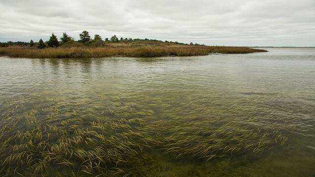 Underwater grass beds in shallow Chesapeake Bay water along Maryland’s Eastern Shore