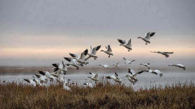 Snow geese at a Chesapeake marsh refuge